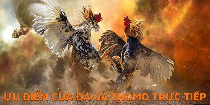 Lý do nên chơi đá gà thomo trực tiếp